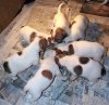 puppy.jpg