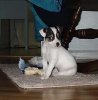 jack russel pup 02.jpg