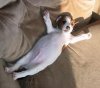 jack russel pup 03.jpg