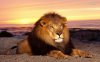 35956-lion-at-sunset-1280x800-animal-wallpaper.jpg