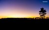 trees-at-dawn-598-1280x800.jpg