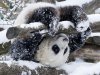 panda-snow-rll_2112558i.jpeg