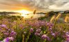 flowers-rising-to-the-sunset-36611-1280x800-1.jpg