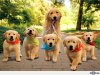 puppy12.jpg