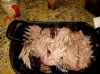 pulled pork 2.jpg