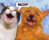 wazzup.jpeg