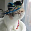 cat-wearing-hat.jpg