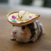cute-hamster-sombrero-400x400.jpeg