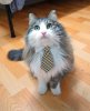cattie.jpg
