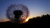 399995-sunset-flower.jpg