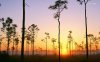 tree-silhouettes-in-the-sunrise-4993-1280x800.jpg