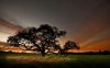 beautiful-tree-13124-1280x800.jpg