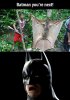 batman.jpg