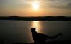 cat-silhouette-in-the-sunset-31651.jpg