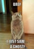 horrorcat-meme-generator-bro-i-just-saw-a-ghost-18.jpg