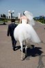 wedding.jpg