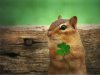 st-pats_animals-desktopnexus-com.jpg