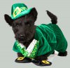 scottie-dog-st patricks day-costume.jpg