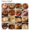 PuppyOrBagel.jpg