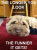 funny-dog.jpg