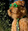 St-Patricks-Day-Dog-5.jpg