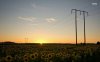 sunflowers-at-sunset-35081-1280x800.jpg