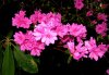 azaleas.jpg