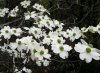 dogwoods.jpg