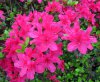 azaleas1.jpg