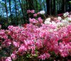 sunny azaleas.jpg