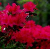 red azaleas.jpg