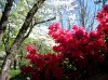 azaleas and dogwoods2.jpg