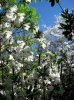 azaleas and dogwoods.jpg