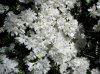 white azaleas.jpg