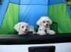 dogs in tent.jpg