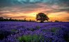 lavender-field-under-the-pink-sky-7079-1280x800.jpg