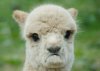 alpaca2.jpg