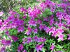 purple azalea2.jpg