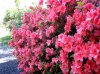 red azaleas.jpg