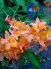 orange azalea3.jpg