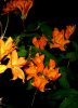 orange azalea5.jpg