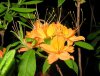 orange azalea6.jpg