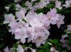 lavender azalea2.jpg