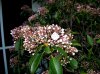 first Mountain Laurel.jpg