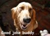 Laughing-dog-445x324.jpeg