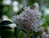 mountain laurel2.jpg