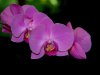 orchid4.jpg