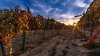 vineyard-at-sunset-nature-hd-wallpaper-1920x1080-2.jpg