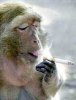 monkey_smoking.jpg