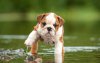 impossibly-cute-puppy-2.jpg